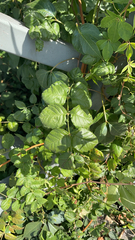 Zanthoxylum americanum