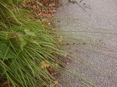 Carex divulsa