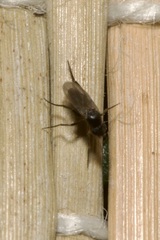 Phoridae