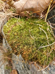 Tetraphis pellucida