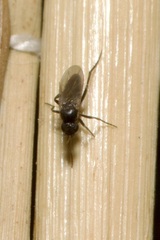 Phoridae