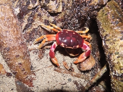 Gecarcinus lateralis