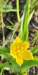 Hypoxis hemerocallidea