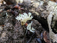 Clavulina rugosa