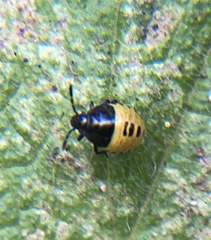 Cosmopepla conspicillaris