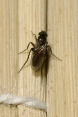 Phoridae