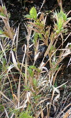 Dichanthelium scabriusculum