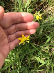 Lotus corniculatus