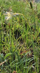 Gladiolus longicollis
