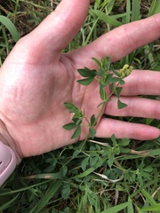 Lotus corniculatus