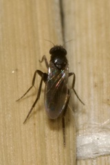 Phoridae