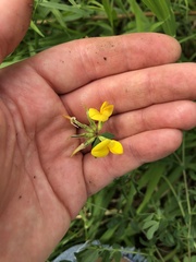 Lotus corniculatus