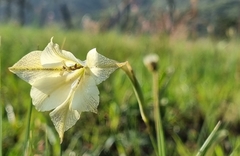 Gladiolus longicollis