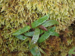 Moehringia macrophylla