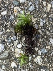 Atrichum undulatum
