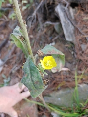 Oenothera villosa