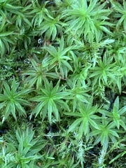Atrichum undulatum