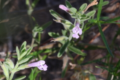 Hedeoma reverchonii