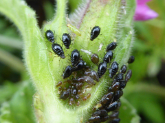 Brachycaudus lychnidis