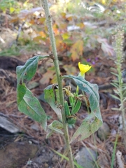 Oenothera villosa