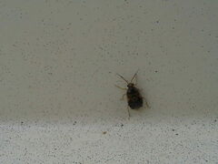 Deraeocoris lutescens