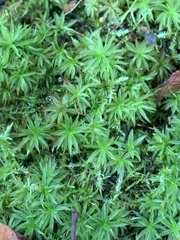 Atrichum undulatum