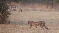 Equus quagga chapmani