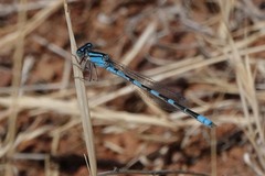 Enallagma carunculatum