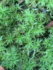 Atrichum undulatum