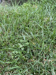 Poaceae