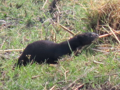 Hydrictis maculicollis