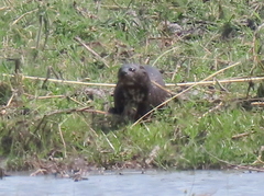 Hydrictis maculicollis