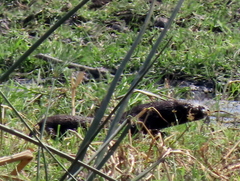 Hydrictis maculicollis