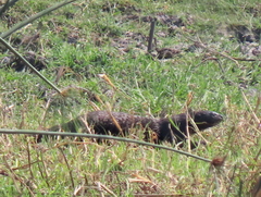 Hydrictis maculicollis