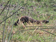 Hydrictis maculicollis