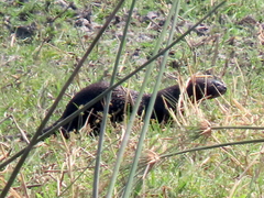 Hydrictis maculicollis
