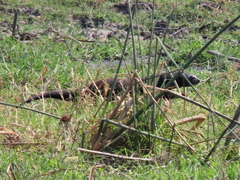 Hydrictis maculicollis