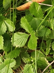 Fragaria viridis