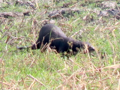 Hydrictis maculicollis