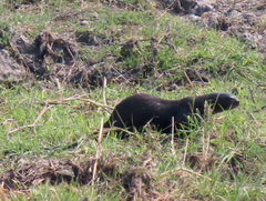 Hydrictis maculicollis