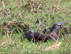 Hydrictis maculicollis