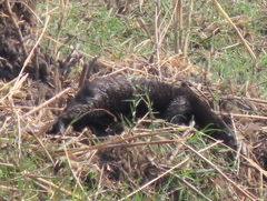 Hydrictis maculicollis