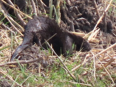 Hydrictis maculicollis