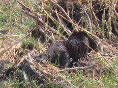 Hydrictis maculicollis