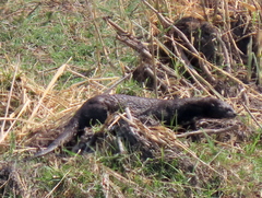 Hydrictis maculicollis