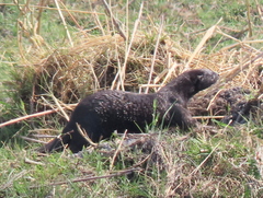 Hydrictis maculicollis