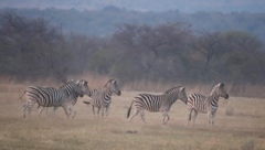 Equus quagga chapmani