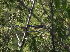 Basileuterus rufifrons