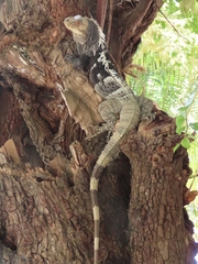 Ctenosaura melanosterna