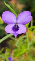 Viola decumbens